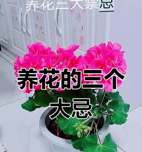 养花有哪些好处？养花对身心健康有哪些积极影响？
