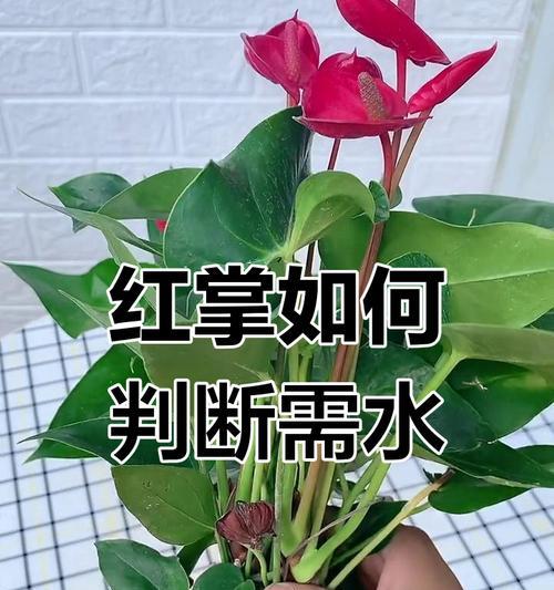 植物浇水的判断方法是什么？如何知道植物需要浇水？