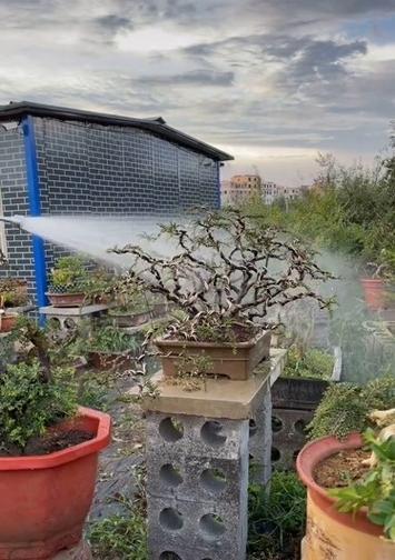 植物浇水的判断方法是什么？如何知道植物需要浇水？