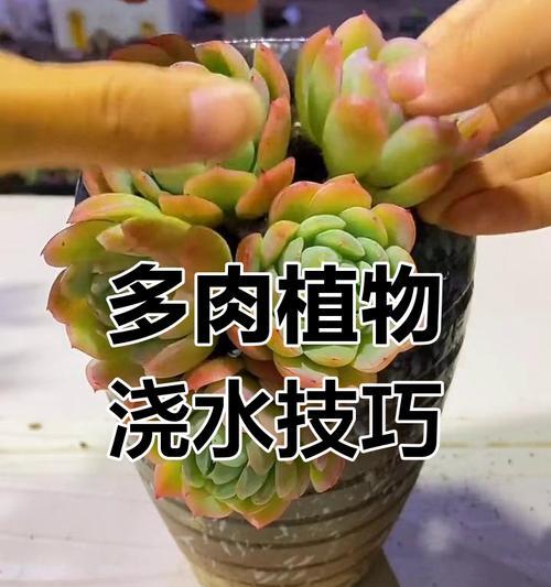 植物浇水的判断方法是什么？如何知道植物需要浇水？