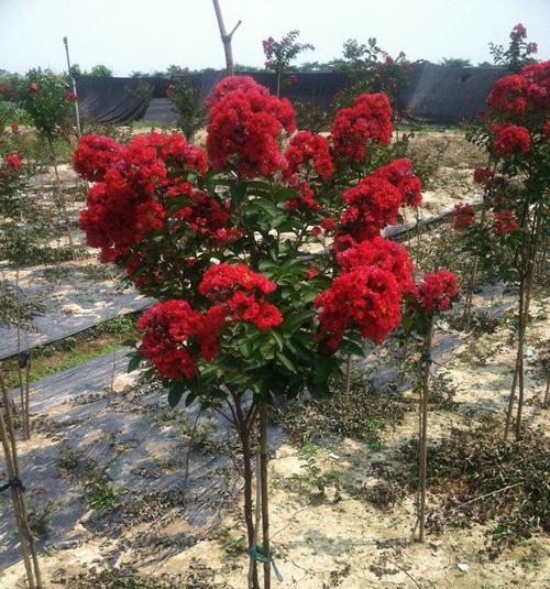 龟甲牡丹小苗的种植方法是什么？