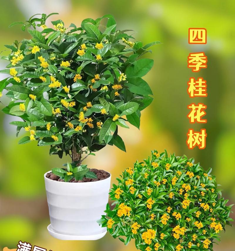 桂花树栽培用什么土？如何选择合适的土壤？