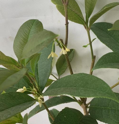 桂花树栽培用什么土？如何选择合适的土壤？