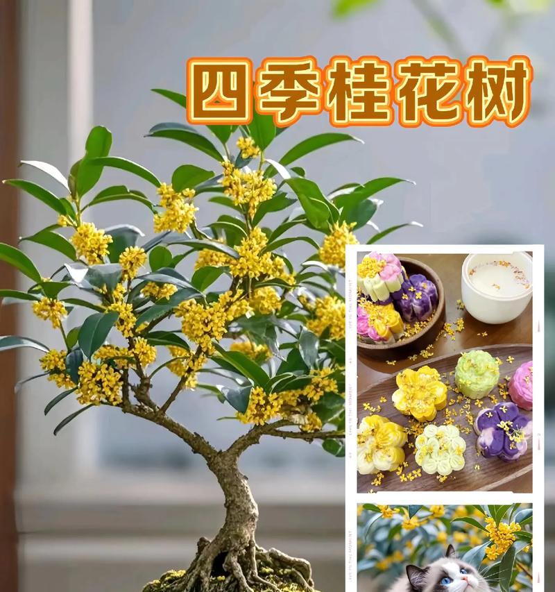 桂花树栽培用什么土？如何选择合适的土壤？