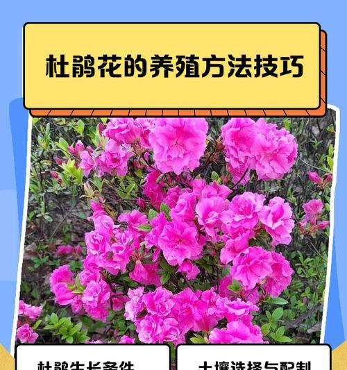 杜鹃花的种植技巧和注意事项有哪些？