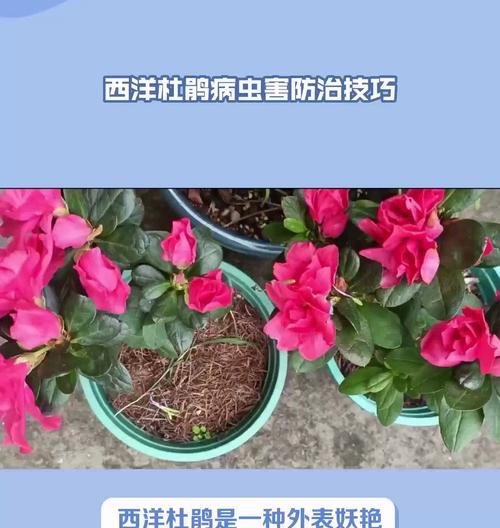 杜鹃花的种植技巧和注意事项有哪些？