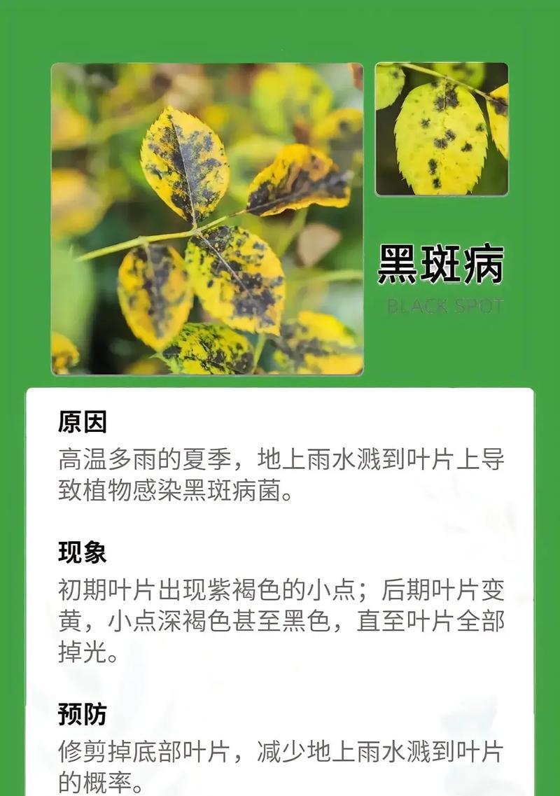 花卉害虫的防治方法有哪些？