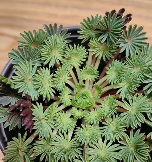 秋植球根花卉有哪些？如何在秋季种植和养护？