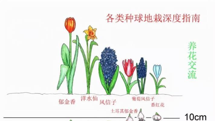 秋植球根花卉有哪些？如何在秋季种植和养护？