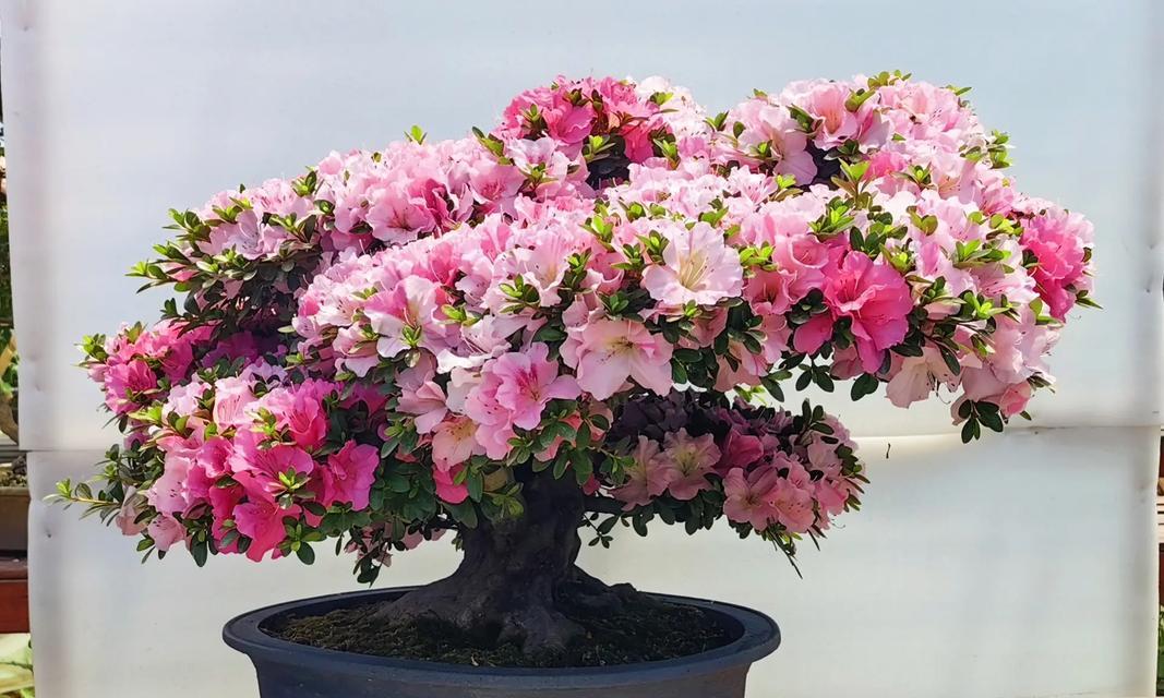 杜鹃花盆栽的正确养护方式？