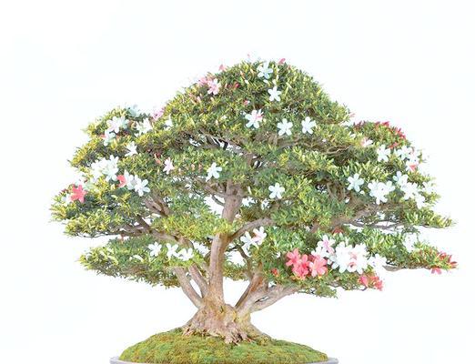 杜鹃花盆栽的正确养护方式？