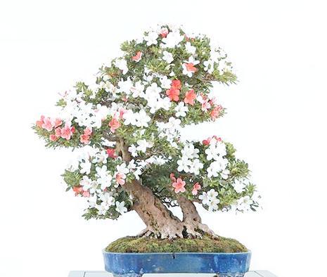 杜鹃花盆栽的正确养护方式？