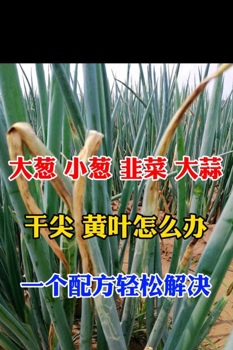花叶黄尖是什么原因？如何有效解决？