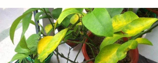 花叶黄尖是什么原因？如何有效解决？