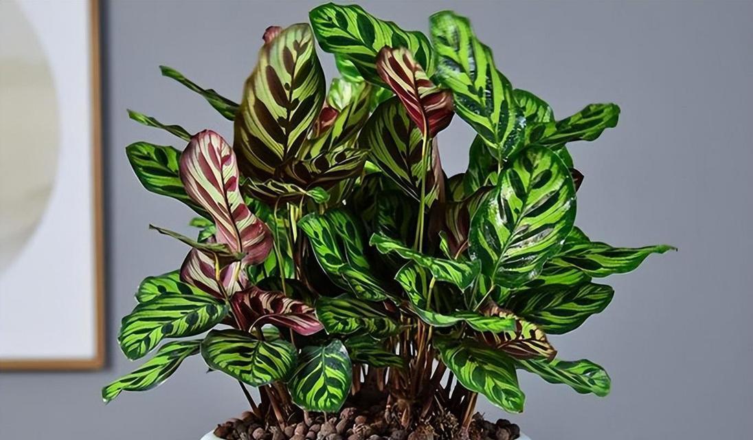 竹芋类植物的养殖方法有哪些？