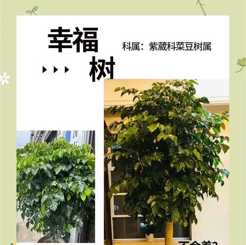 幸福树的养护技巧有哪些？