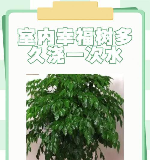 幸福树的养护技巧有哪些？