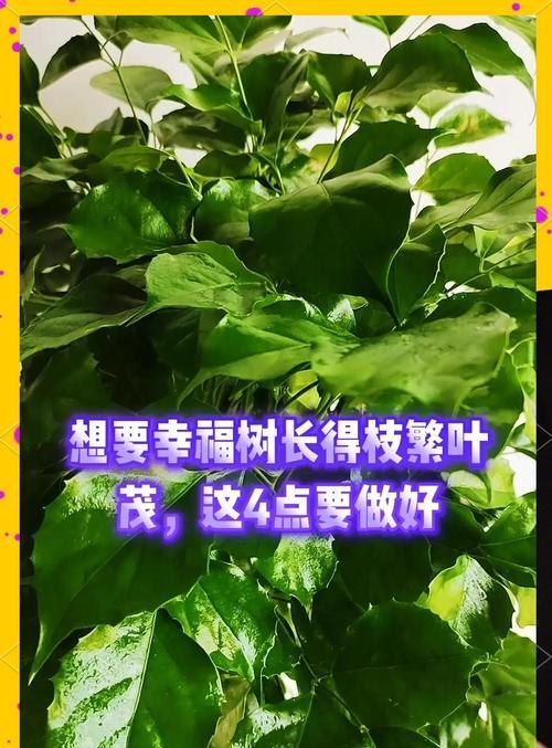 幸福树的养护技巧有哪些？