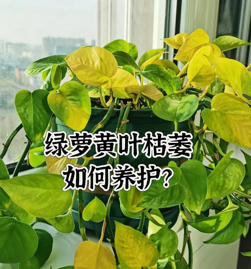 绿罗品种有哪些特点？如何养护绿罗？