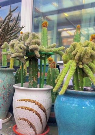 白檀的种植技巧和养护要点是什么？