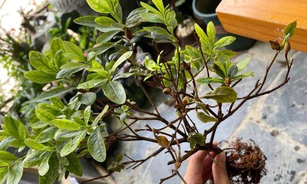怎么提根？植物提根的正确步骤是什么？