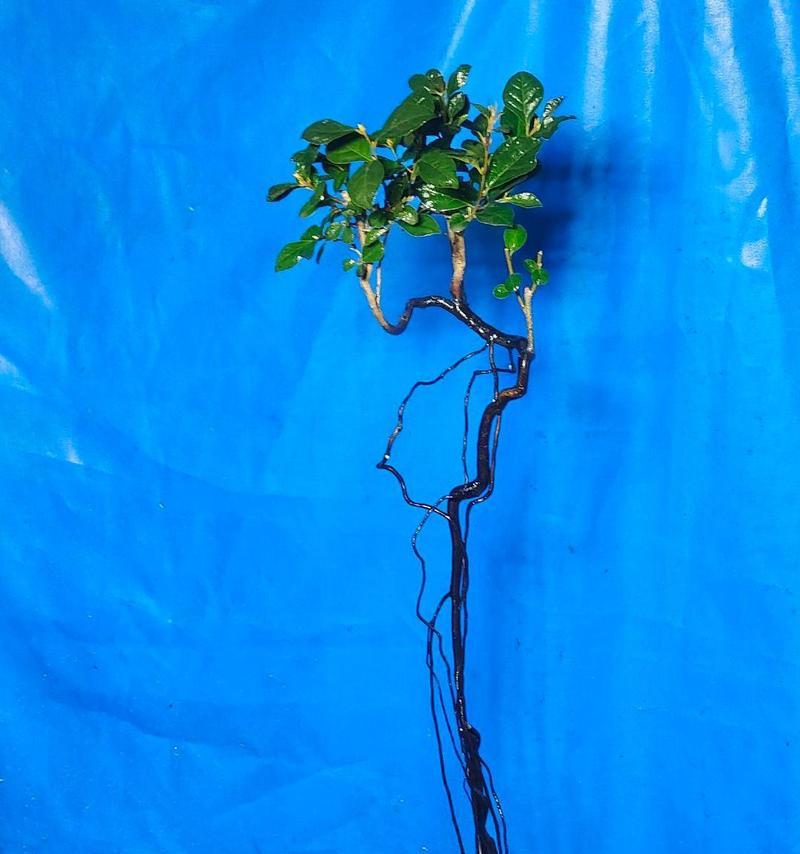 怎么提根？植物提根的正确步骤是什么？