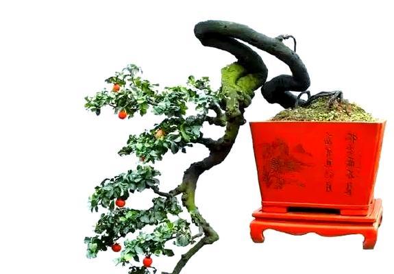 金弹子养殖需要注意哪些事项？