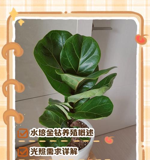 金钻养护的要点和常见问题是什么？