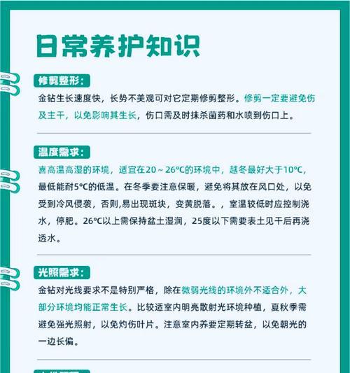 金钻养护的要点和常见问题是什么？