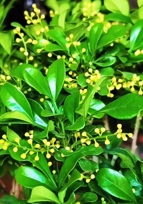 养植米兰花有什么技巧？米兰花的养护要点是什么？