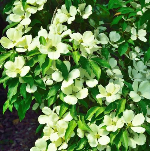 养植米兰花有什么技巧？米兰花的养护要点是什么？