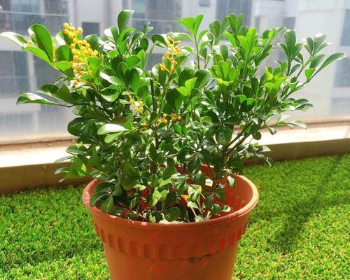 养植米兰花有什么技巧？米兰花的养护要点是什么？