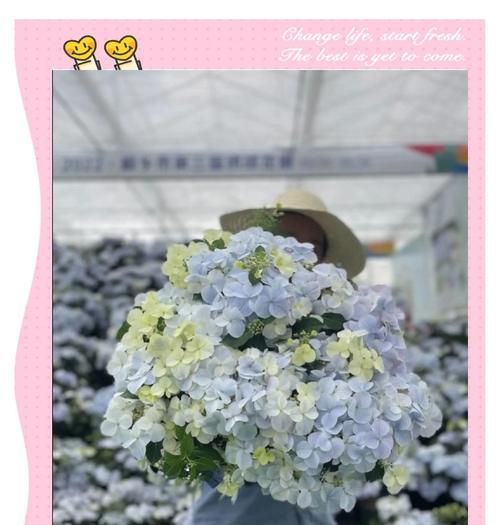 蓝绣球花怎么养？养护技巧是什么？