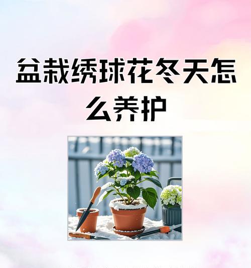 蓝绣球花怎么养？养护技巧是什么？