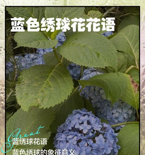 蓝绣球花怎么养？养护技巧是什么？