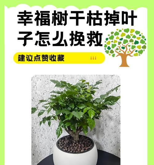 平安树落叶了怎么办？如何处理？