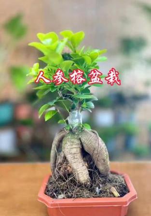 人参树盆栽养殖的要点和注意事项是什么？