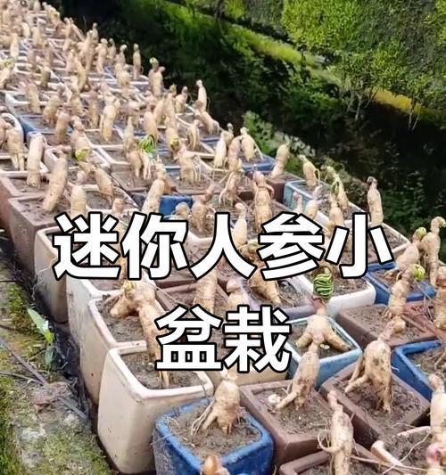 人参树盆栽养殖的要点和注意事项是什么？