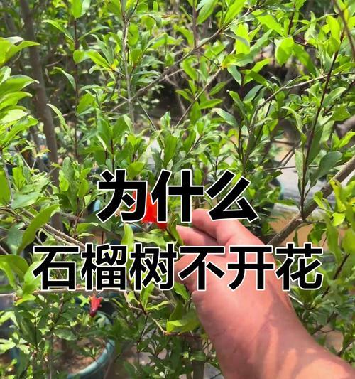 石榴树的培育方法和注意事项是什么？