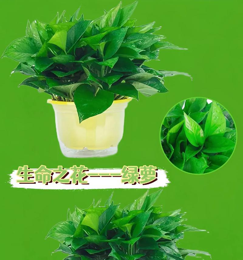 绿箩种植方法是什么？如何正确种植绿箩？