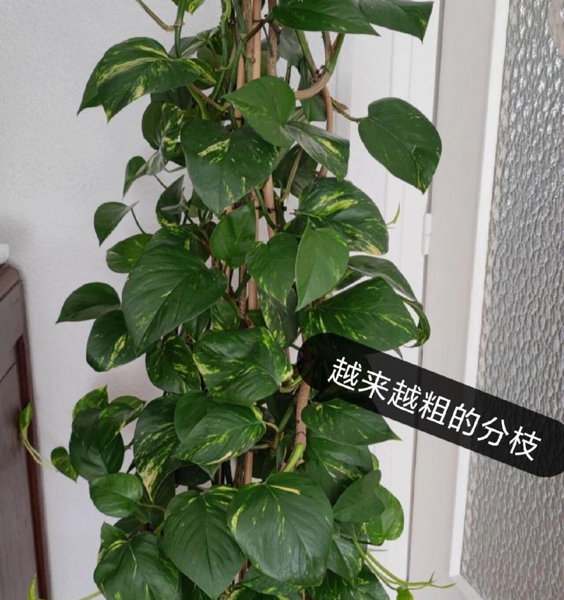 绿箩种植方法是什么？如何正确种植绿箩？