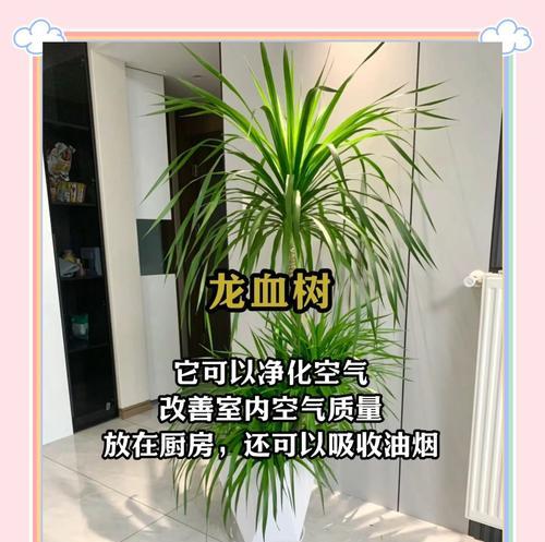 哪些室内植物能帮助去甲醛？