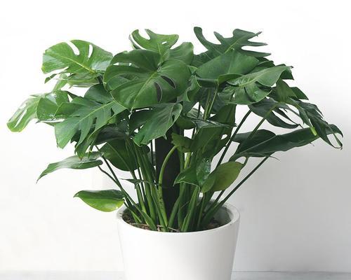 哪些室内植物能帮助去甲醛？