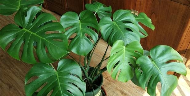 哪些室内植物能帮助去甲醛？