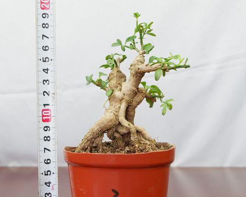 小叶迎春的养护技巧有哪些？如何保持其健康生长？