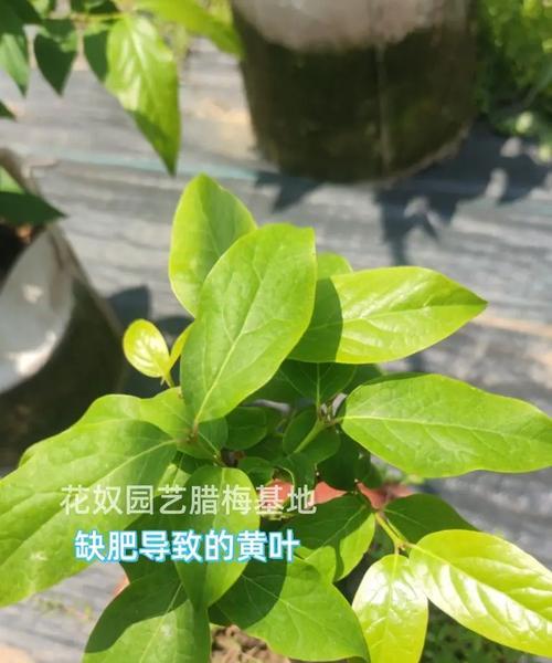 腊梅黄叶的原因及解决办法？