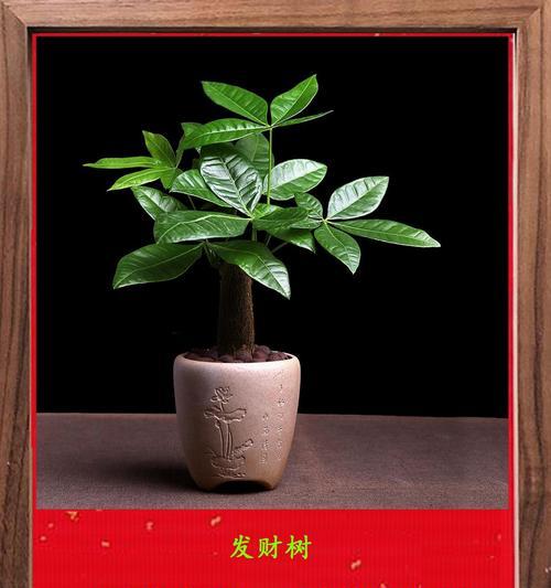 栽种发财树的步骤和注意事项是什么？