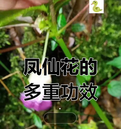 凤仙花有哪些特点和用途？