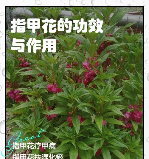 凤仙花有哪些特点和用途？
