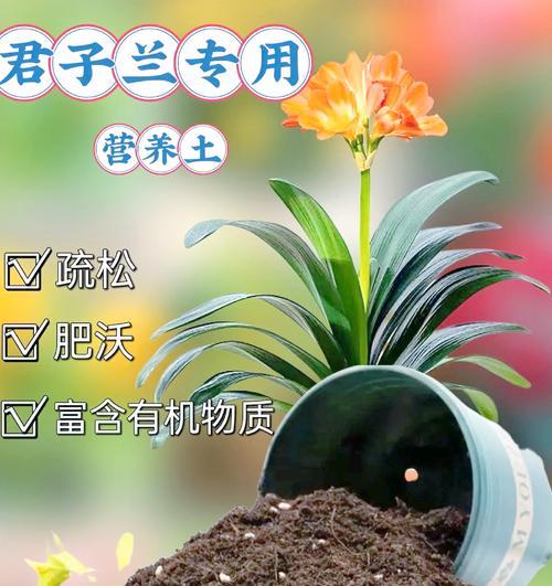 君子兰种植的最佳时间是什么时候？